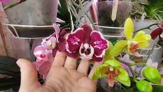 Подставки с цветущими фаленопсисами  04.02.26