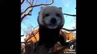 Red Panda Core