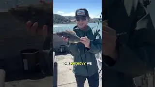How to catch halibut in the Bay Area #fishing #halibut #sanfrancisco