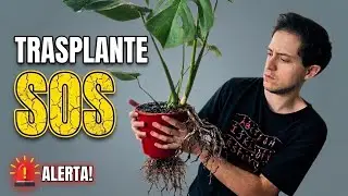Cómo trasplantar una Monstera deliciosa | trasplante urgente paso a paso
