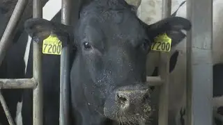 Department of Agriculture: Human risk still low after Wisconsin's first bird flu case in dairy herd