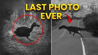 28 last photos of extinct animals 