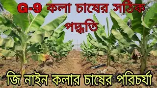 G-9 কলা চাষের সঠিক পদ্ধতি। ১০০% নিশ্চিত সফলতা আসবেই।# G-9 Banana Cultivation #