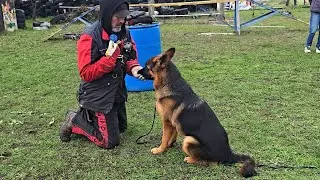 💫Flying Dog Roy #REXZONEODESSA German Shepherd puppy, 7 months old. Odessa, 2025.