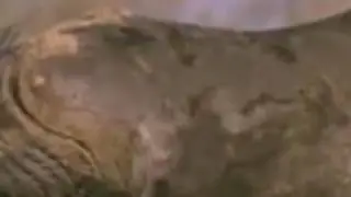 Funny Talking Animals Walk On The Wild Side BBC One Episode 3 Part 3 New