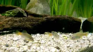 Xenotoca doadrioi - feeding time