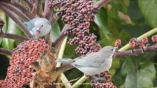 Sayaca Tanager (Tangara sayaca) eating seeds. Sao Paulo city 26 5 2018 Antonio Silveira