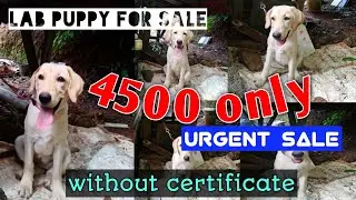 4500 only for Labrador puppy | pet sale video malayalam | low price lab puppy for sale in Kerala