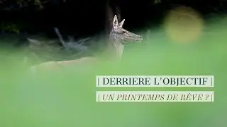 UN PRINTEMPS DE RÊVE ? | DERRIÈRE L'OBJECTIF #7 (Cerf, Chamois, Chevreuil, Loup…)