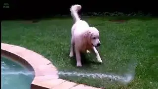 Очень смешные видео про собак
