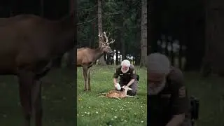 Heartwarming Animal Rescue: Saving a Fawn from Danger! #Nature #Deer Rescue #Forest Animals #cute