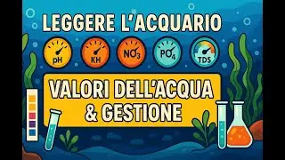 Leggere l’acquario: guida ai valori dell’acqua e alla loro gestione