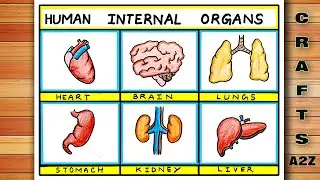 How to draw Internal Human Organs | Internal Human Organs Drawing | Drawing of Human Internal Organs