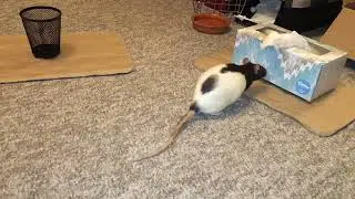 Blackberry the rat doing her tissue fetch/trash trick!