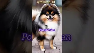 #😱Top ten smallest dogs in the 🌎#smallestdog#dogs#trending#viral#animal#cutedogs#top10dogs#newshorts
