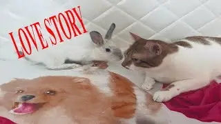 😍Cat and Rabbit Friendship❤