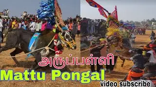 அருப்பள்ளி, மாட்டு பொங்கல் 2026#Aruppalli#tending #jallikattu #vairal #vlog #vairalvideo 