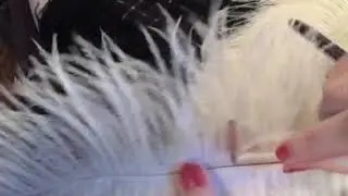 How to curl ostrich feathers