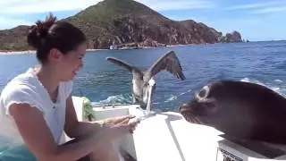 Bird Steals Fish While Feeding the sea lions!