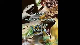 Top 10 deadliest Snakes in the world #top10global #top10poisnoussnakes
