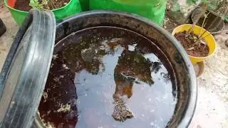 Humic Acid Liquid with CowDung Cakes #Humicacid #cowdung #prabhaorganicgarden