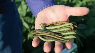 Mung Bean: Noble Cover Crop Series