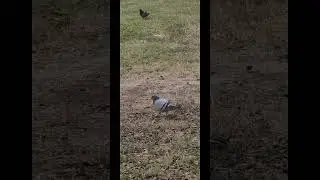 Los Pichones #birds #pichones #pigeon #birdwatching