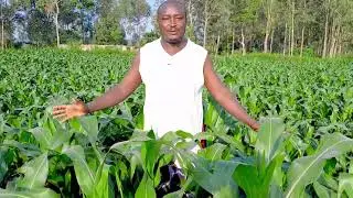 Maize Farming-When & How To Top Dress Your Maize