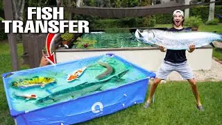 Saving Fish LIVING in ABANDONED Backyard Pond! *dangerous transfer*
