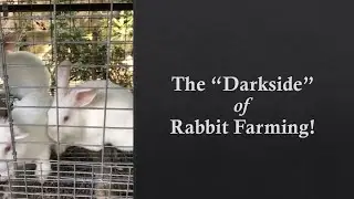 Rabbit disease control and management