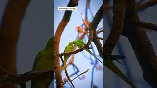 #birdsinthewild #love #birds  #lovebirds #animal #parrot #dove #birds #animal #furqansharifworld