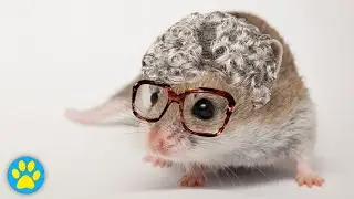 Signs Of Aging In Hamsters