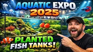 Beautiful Planted Tank Setup 🌱 | Low Light & Low Cost
