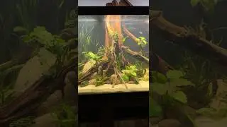 My 180 gallon Altum angel fish aquarium #aquarium #aquascape #altum #fishroom