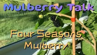 Four Seasons Mulberry