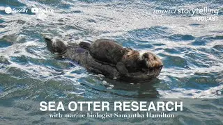 Japanese Sea Otter Foraging Behavior & Prey Preferences