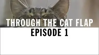 Welcome to the Cattery | Through The Cat Flap | S1 | Episode 1