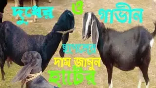 Part 7দুধের ও গাভীন ছাগলের দাম জানুন হাটের#dudher#gavin #cow #goat @krishibanglanatore @KrishiNews24