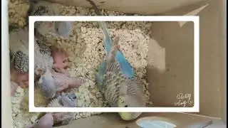 #viral #pet #birds #shorts #funny #youtube #freefire #trend #trendingshorts #parrot #trending #video