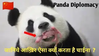 Do you know all giant panda in the zoos around the world are on loan from China 🇨🇳🤯😱
