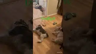 Cowboy & Bonnie #cowboy #youtubeshorts #cute #animals #dog #shorts