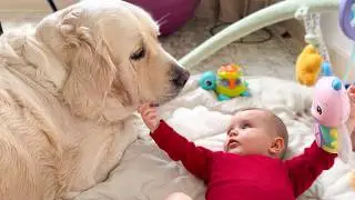 Baby Reaches for Golden Retriever &mdash; Pure Sweetness