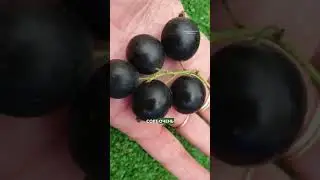 Смородина крупнее вишни 🔥