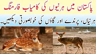 Exploring Deer Farming in Pakistan & Village Life: Wildlife Conservation and Nature Vlog