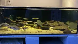 Crenicichla acutirostris & Leporinus friderici