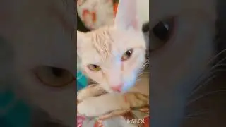 #cats #sweet #love #cute #kitten #animalhealth ##family #funny #food #beautiful #loyal #pets #best