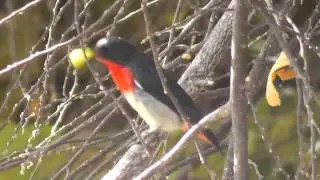 Mistletoebird (Dicaeum hirundinaceum)
