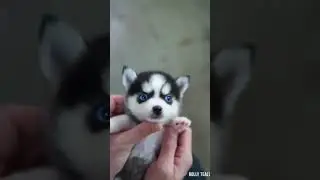 Why! Mini HUSKY Puppy Are Soo Cute ..👀 #shorts