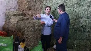 Dieta de campeão: Veterinário explica estratégais de nutrição para cavalos quarto de milha