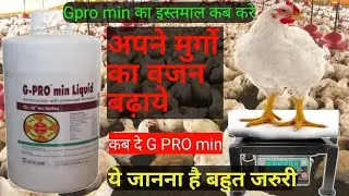 G-pro min liquid poultry medicine | Complete information on when and how to use g pro min | Growt...